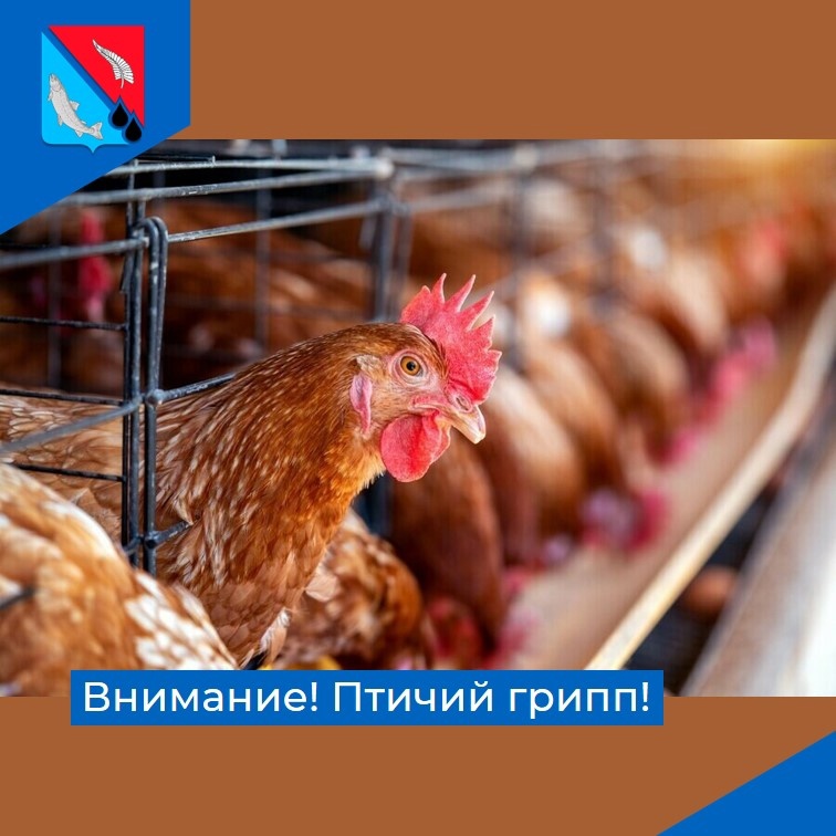 Памятка населению ВНИМАНИЕ! ГРИПП ПТИЦ.