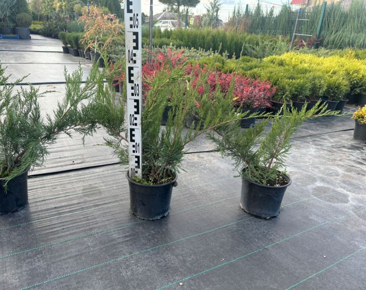 В Калаче высадят деревья и кустарники..