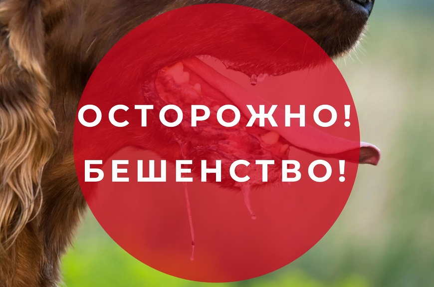 Осторожно! Бешенство!.